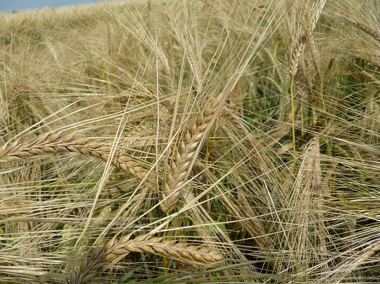 barley